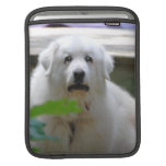 White Pyrenees  iPad Sleeve