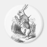 White Rabbit Fridge Magnets