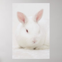 White rabbit poster