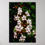 white Ranida formosa flowers Posters