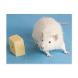 White rat with cheese postcard