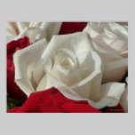 White & Red Rose Print posters