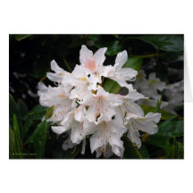 White Rhododendron Note Card