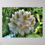 White Rhododendron Print