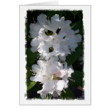 White Rhododendrons Notecard