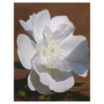 White Rose and meaning Letterhead Template