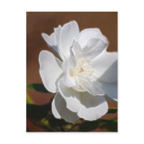 White Rose and meaning Post Card