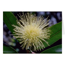 white Rose apple (Eugenia jambos) flowers Greeting Card