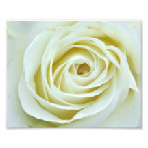 White Rose Art Photo