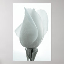White rose bud ... poster