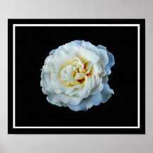 White Rose Canvas Print
