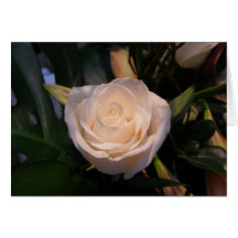 White Rose Cards