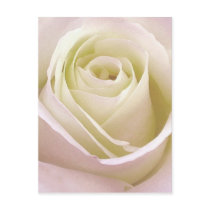 White Rose close up Postcard