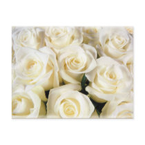 White Rose Elegance Post Card