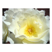 White Rose Flower Photography art prints Roses