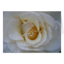 White Rose Greeting Card