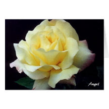 White Rose Greeting Card