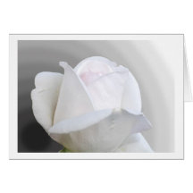White Rose Greeting Card Karte