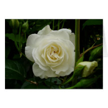 White Rose Greeting Cards