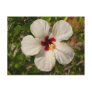 White Rose Mallow Hibiscus Flower Postcard