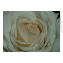 white rose note card