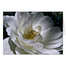 White Rose Note Card