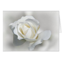 White Rose Note Card