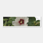 White-Rose of Sharon (Flower) Bumper Stickers
