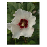 White-Rose of Sharon (Flower) Postcard