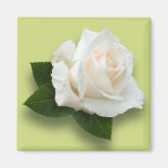 White Rose 'Pascali' Fridge Magnet