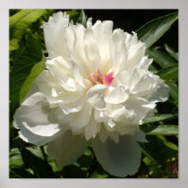 White Rose Peony Garden