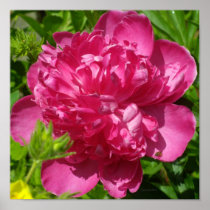 White Rose Peony Garden