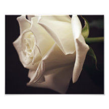 White Rose Photo
