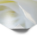 White Rose Art Photo
