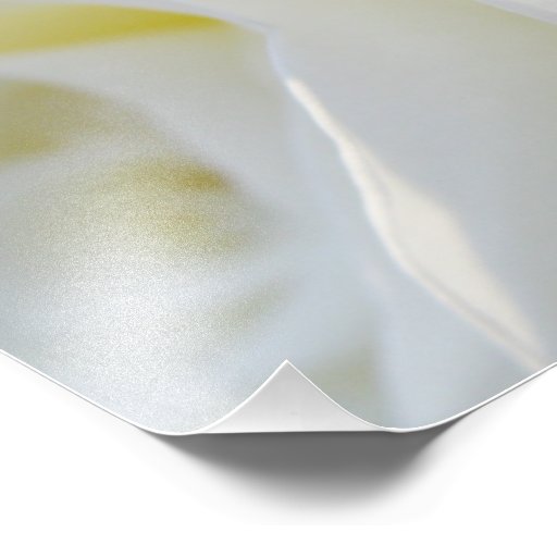 White Rose Art Photo