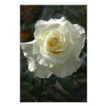 White rose photo art