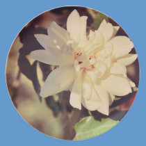 White rose plates