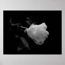 White Rose Poster