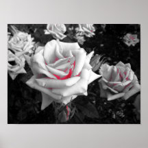 White Rose Poster