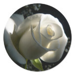 White Rose Stickers