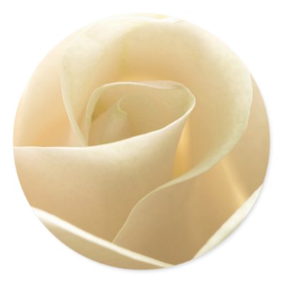 White Rose stickers by photoinspiration