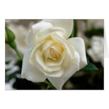 White Rosebud Card