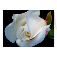 White Rosebud Cards
