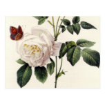 white roses and butterflies, Pierre Joseph Redouté Postcard