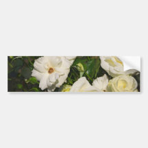 White Roses in Bloom - Flower photography Bumper Stickers