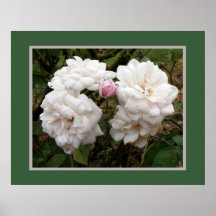 White roses poster