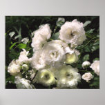 White Roses Posters