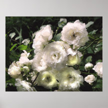 White Roses Posters