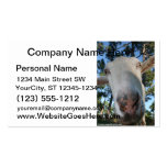 White saanen dairy goat doe nose close up HI Business Card Templates
