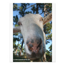 White saanen dairy goat doe nose close up HI Custom Invitations